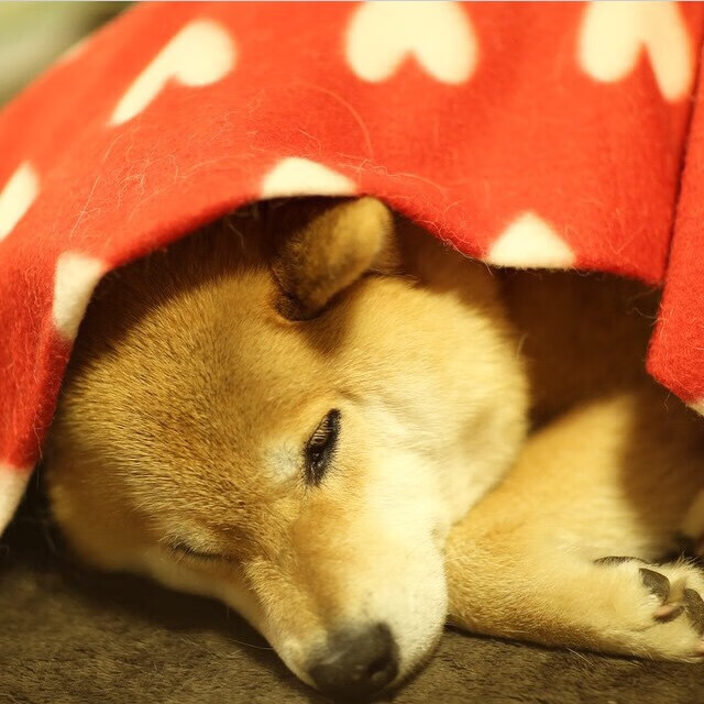 约基奇全能统治助掘金力克森林狼，关键时刻尽显MVP本色