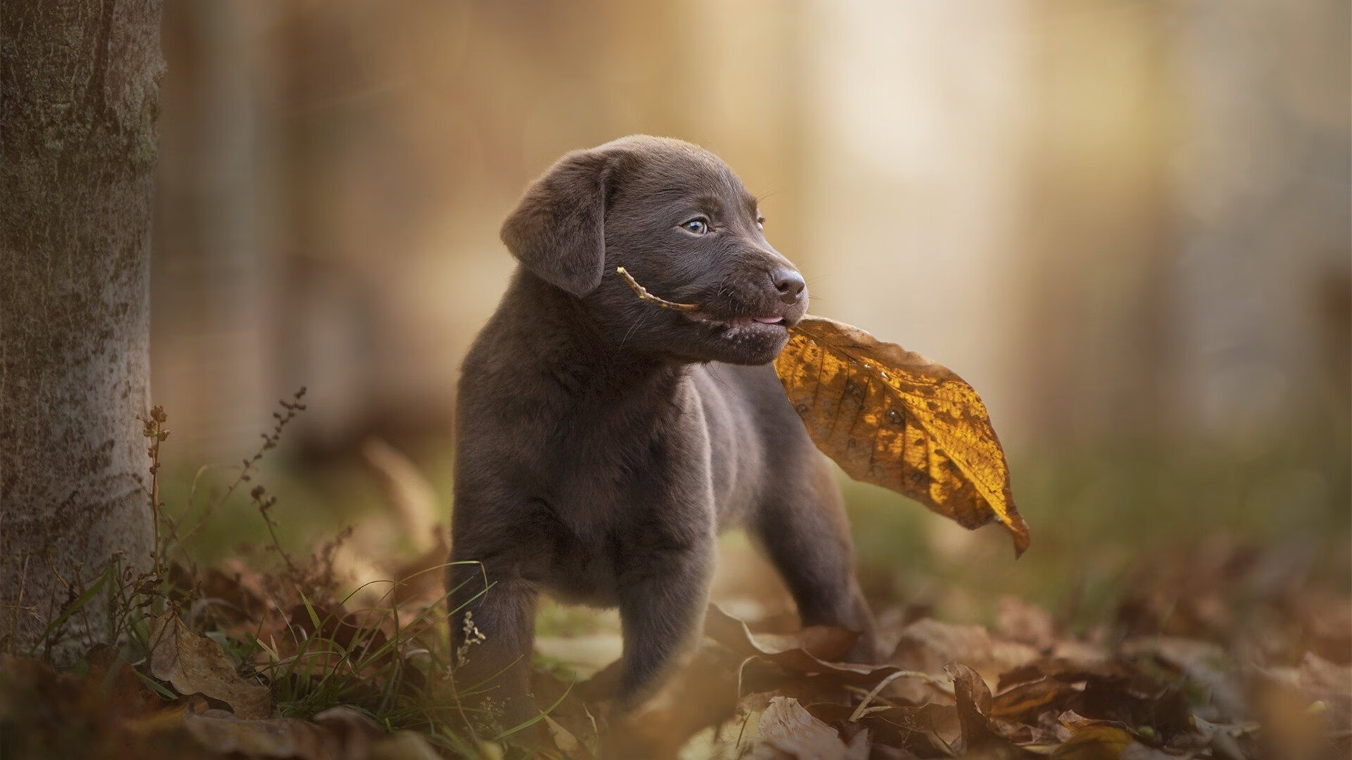 深渊前的两种姿态，当尼斯绝地反击，孙兴慜在抢七中燃烧
