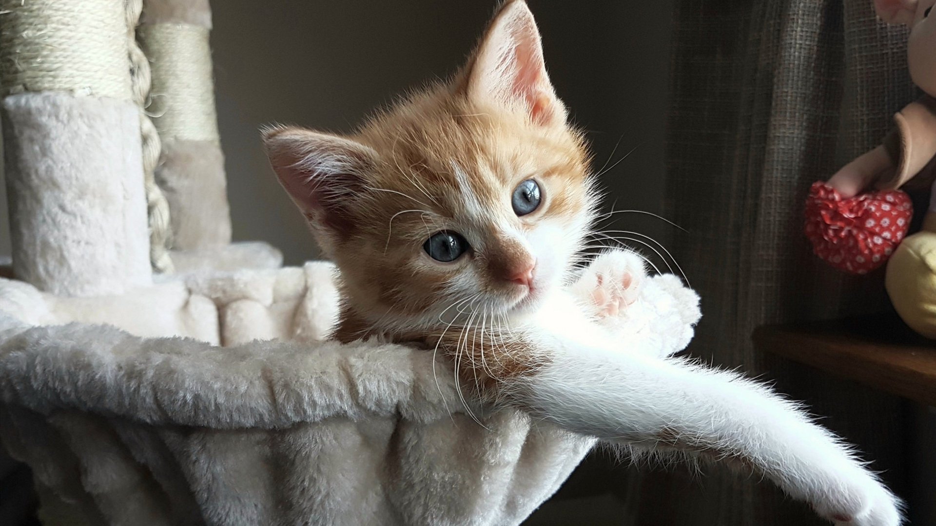 芝加哥公牛对阵天山脚下，当哈利伯顿的节奏成为交响诗