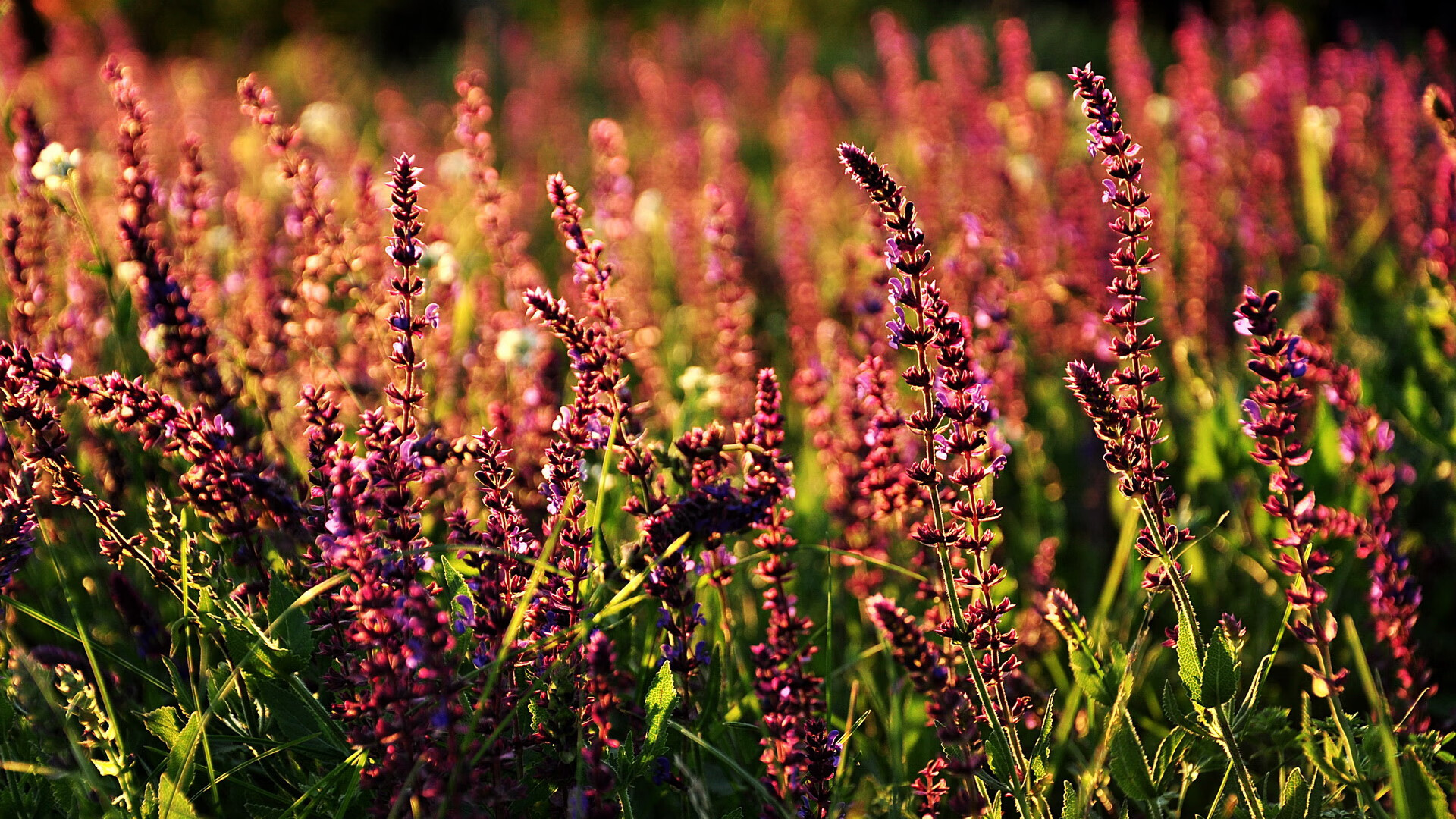 独角戏与铁幕,东契奇的魔术与掘金的铜墙