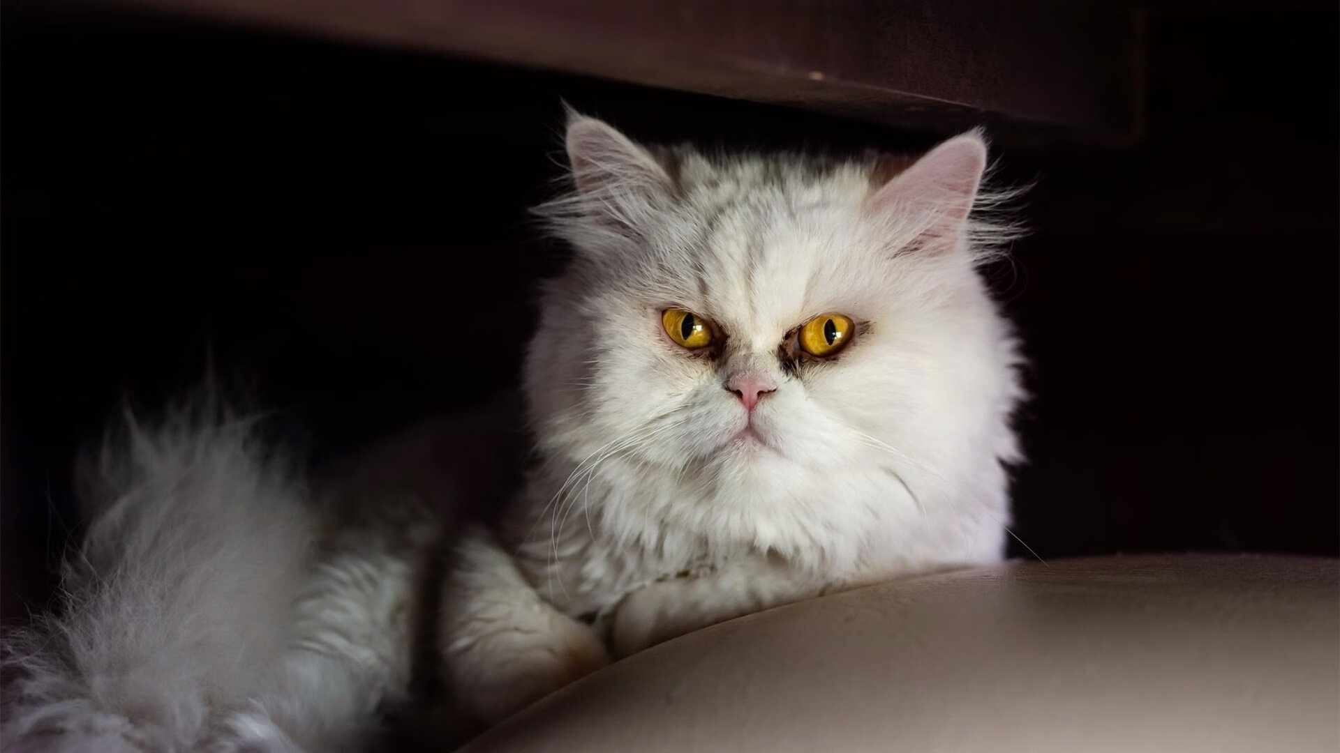 塔图姆，一场定义领袖的季后赛交响乐