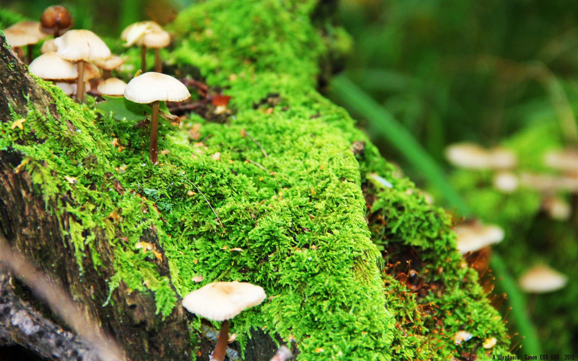 用一记记关键三分写下证明的独白，霍勒迪在深京大战中为自己正名